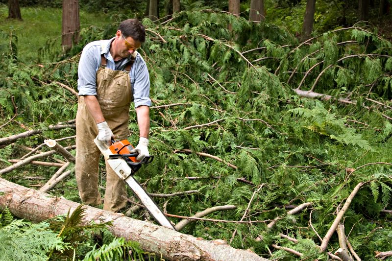 Cedar Tree Trimming