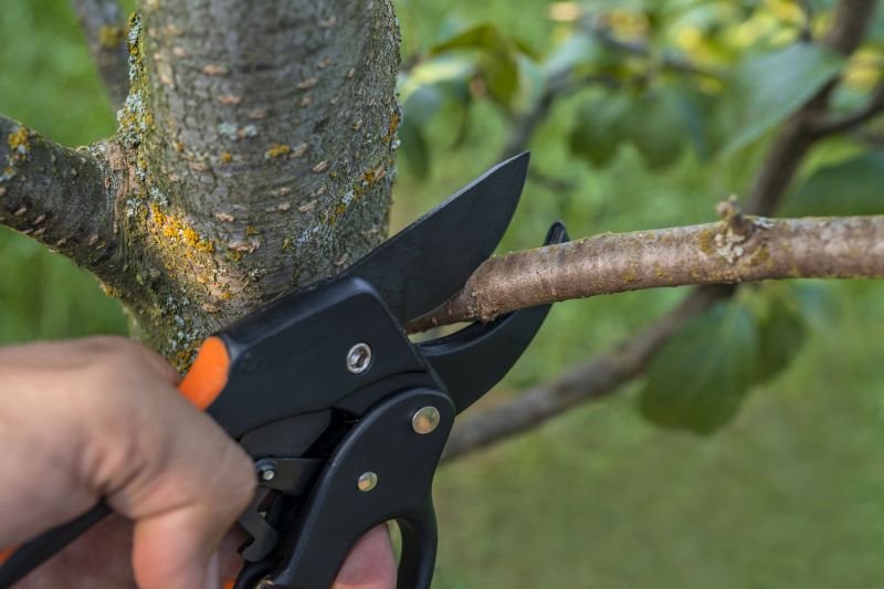 Tree Shaping and Pruning