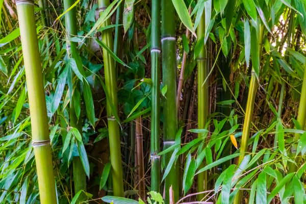 Bamboo Trimming in Dover