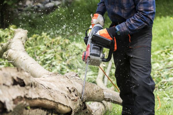 Branch Removal Service in Dover