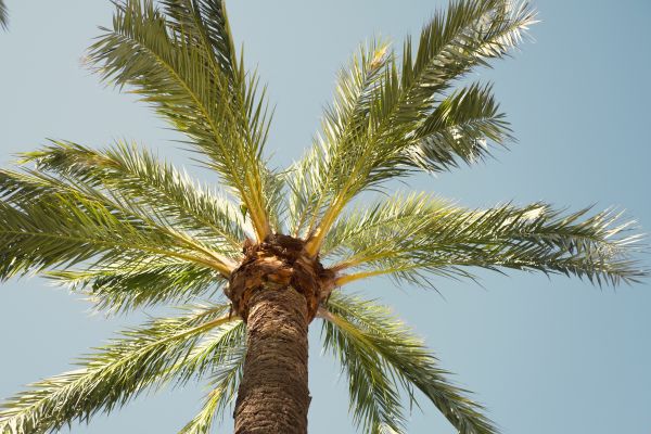 Palm Tree Pruning in Dover