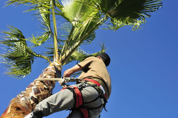 Palm Tree Trimming in Dover