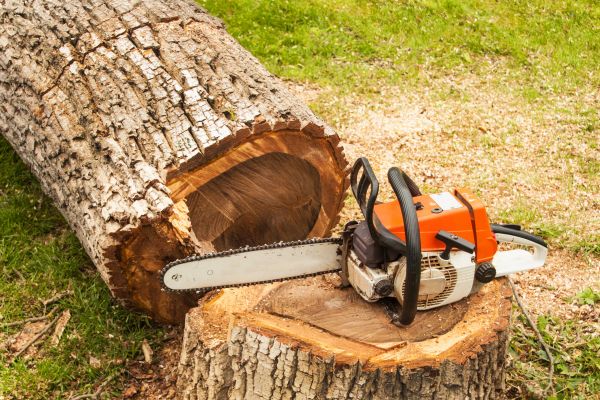 Tree Cutting Service in Dover