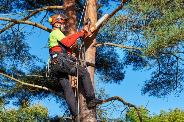 Tree Service in Dover