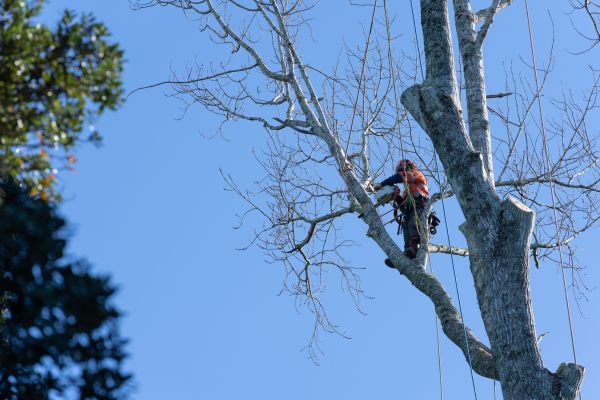 Tree Topping Service in Dover