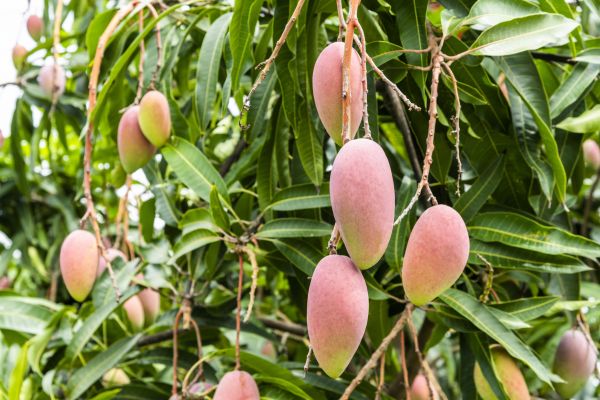 Mango Tree Trimming in Dover