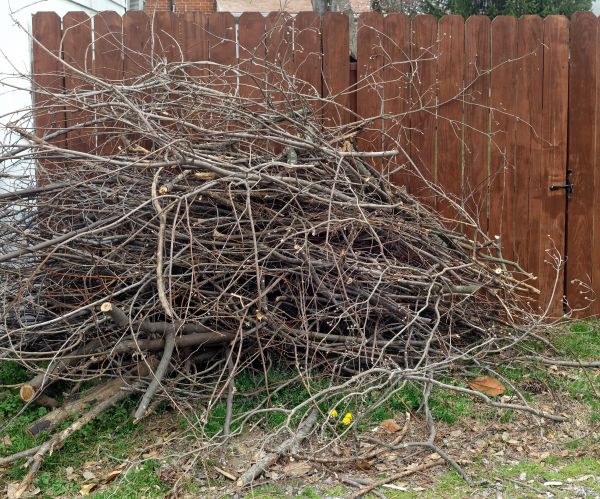 Dead Branch Removal in Dover