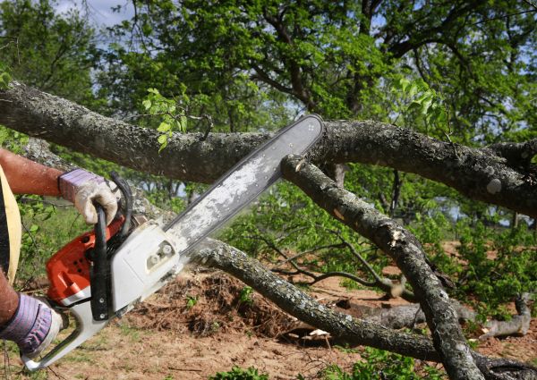 Tree Branch Cutting in Dover