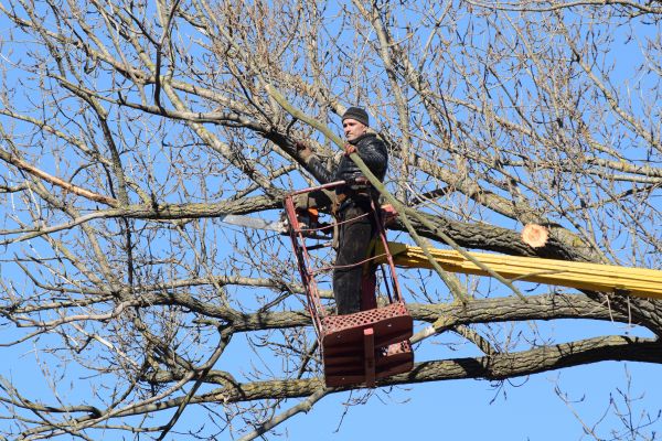 Emergency Tree Trimming in Dover