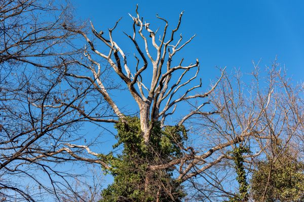 Deadwood Removal in Dover