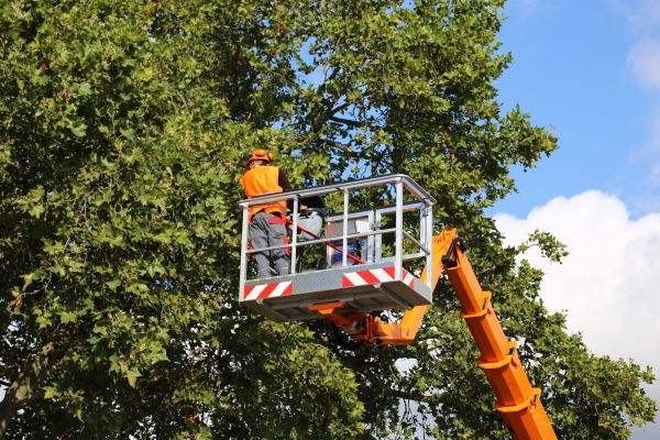 Commercial Tree Service in Dover