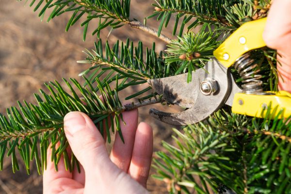 Pine Tree Pruning in Dover