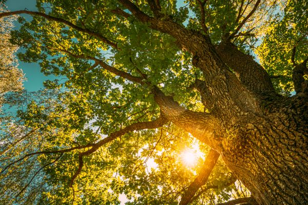 Oak Tree Pruning in Dover
