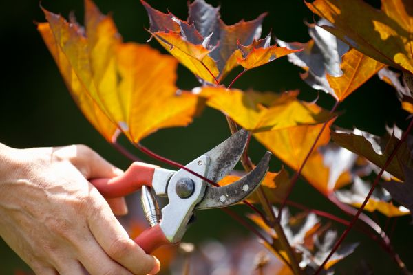 Maple Tree Pruning in Dover
