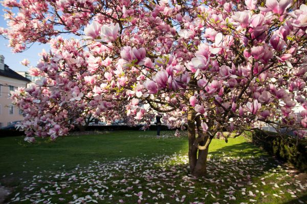 Magnolia Tree Pruning in Dover