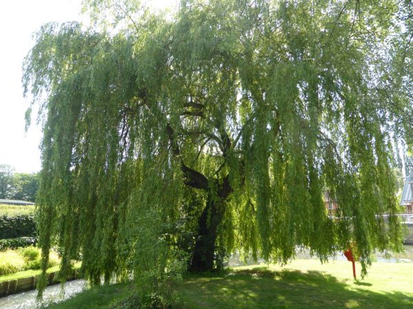 Willow Tree Trimming in Dover