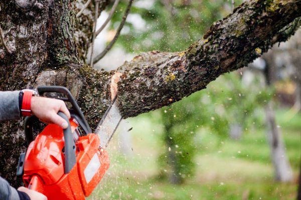Tree Limbs Removal in Dover