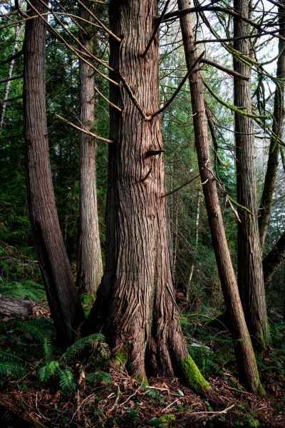 Cedar Tree Trimming in Dover
