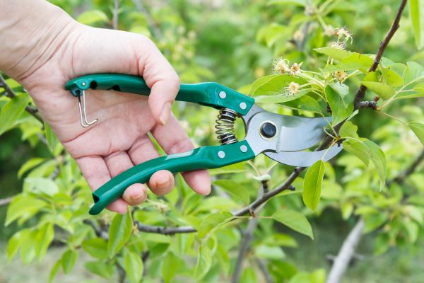 Pear Tree Pruning in Dover