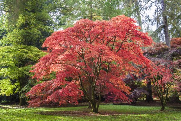 Japanese Maple Pruning in Dover