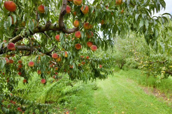 Peach Tree Pruning in Dover