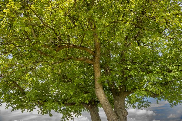 Walnut Tree Trimming in Dover