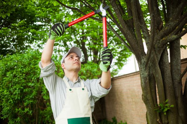 Tree Limb Pruning in Dover