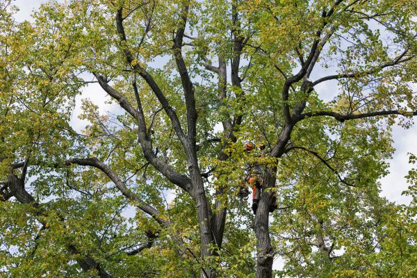 Tree Crown Shaping in Dover