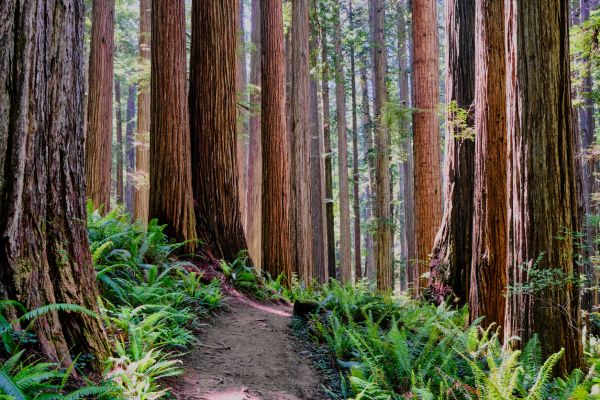 Redwood Tree Trimming in Dover
