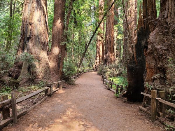 Redwood Tree Pruning in Dover