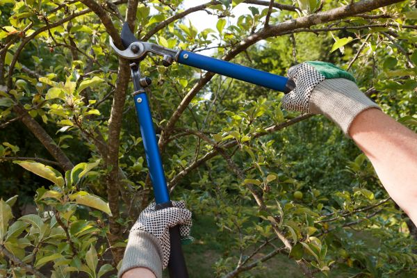 Residential Tree Pruning in Dover