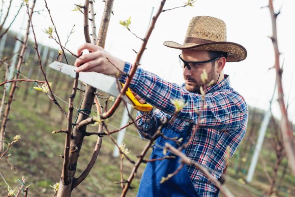 Orchard Tree Pruning in Dover