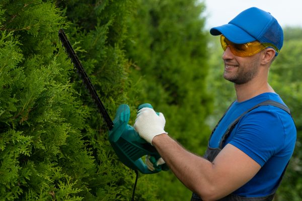 Tree Shaping Service in Dover