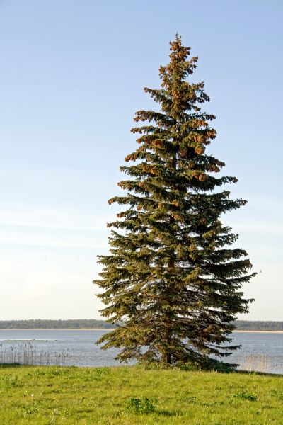 Spruce Tree Pruning in Dover