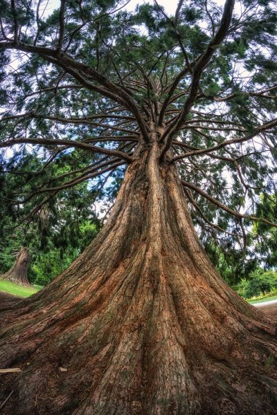 Cedar Tree Pruning in Dover