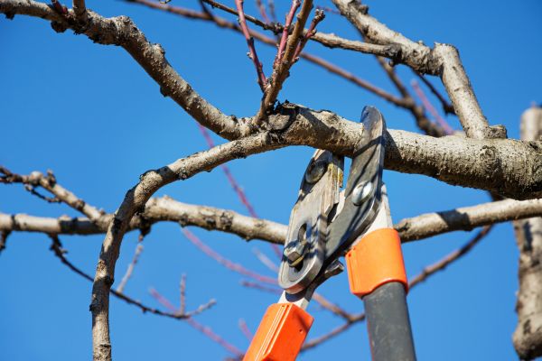 Peach Tree Trimming in Dover