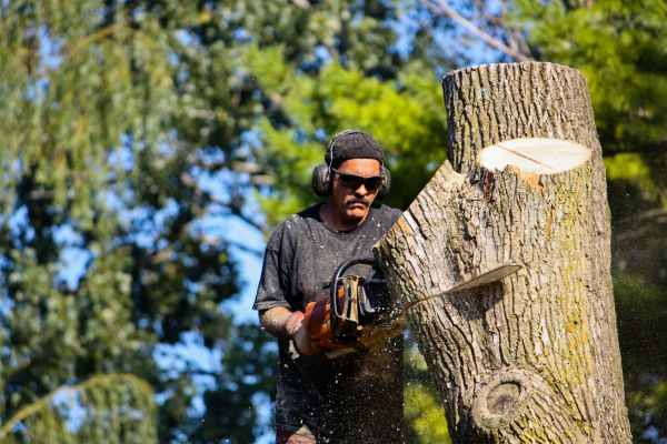 Ash Tree Pruning in Dover
