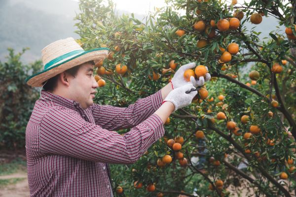 Orange Tree Pruning in Dover
