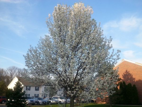 Bradford Pear Tree Pruning in Dover