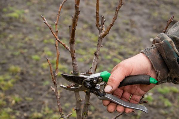 Pear Trees Pruning in Dover
