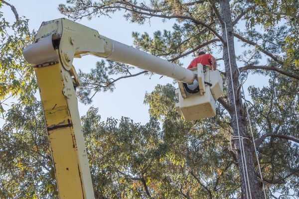 Limbs Trimming in Dover