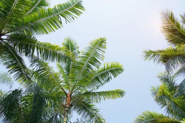 Queen Palm Tree Trimming in Dover