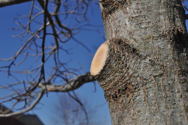 Limb Pruning in Dover