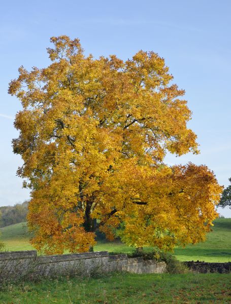 Hickory Tree Trimming in Dover