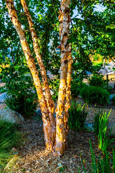 River Birch Trimming in Dover