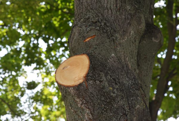 Limb Cutting in Dover