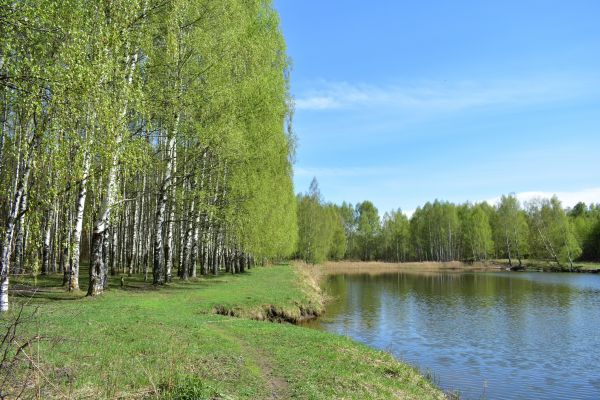 River Birch Pruning in Dover