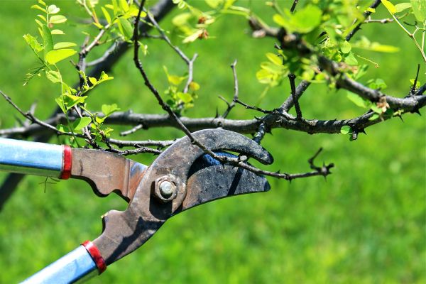 Branches Pruning in Dover