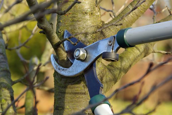 Tree Limb Trimming Service in Dover