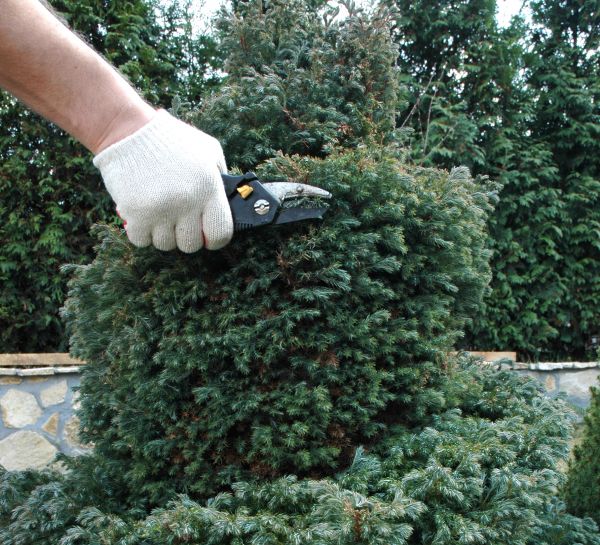 Ornamental Tree Trimming in Dover